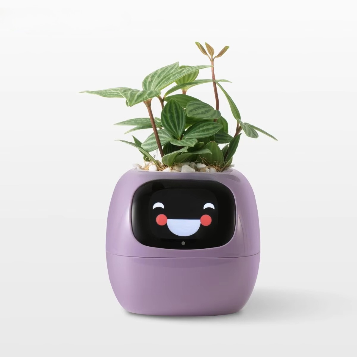 YY Wifi Ai Planter Watering Re - Home Decor Express review and price